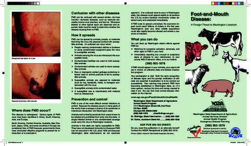 Confusion with other diseases FMD can be confused with several similar—but less harmful—domestic diseases, such as vesicular stomatitis, bovine virus diarrhea, and foot rot. Whenever blisters or other typical signs a
