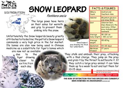 LINTON ZOO  DISTRIBUTION SNOW LEOPARD Panthera uncia