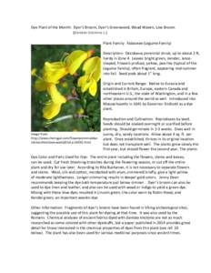 Dye Plant of the Month: Dyer’s Broom, Dyer’s Greenweed, Woad Waxen, Low Broom (Genista tinctoria L.) Plant Family: Fabaceae (Legume Family) Description: Deciduous perennial shrub, up to about 2 ft, hardy in Zone 4. L