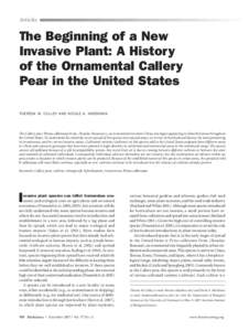 Articles  The Beginning of a New Invasive Plant: A History of the Ornamental Callery Pear in the United States