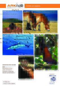 Evolution and adaptation  Clockwise from top-left: Mole Przewalski’s horse Little red flying fox