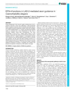 EFN-4 functions in LAD-2-mediated axon guidance in Caenorhabditis elegans