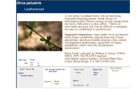 Leatherwood (dirca palustris)