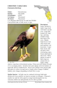 CRESTED CARACARA Caracara cheriway Order: Falconiformes Family: Falconidae