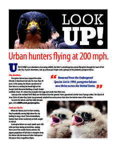 LOOK  UP! Urban hunters flying at 200 mph. TAH IS HOME to an abundance of amazing wildlife, but there‘s something extra special flying fast through the heart of Salt