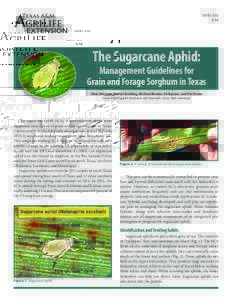 ENTOThe Sugarcane Aphid:  Management Guidelines for