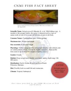 CNMI FISH FACT SHEET  Specimen caught by Jess Guerrero and Gregory Camacho at 400ft of water, west of Saipan on reef 300. Photo by: DFW  Scientific Name: Saloptia powelli (Masuda, H., et alfishbase.org). A