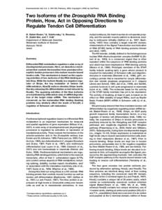 Developmental Cell, Vol. 2, 183–193, February, 2002, Copyright 2002 by Cell Press  Two Isoforms of the Drosophila RNA Binding Protein, How, Act in Opposing Directions to Regulate Tendon Cell Differentiation H. Nabel