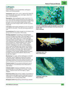 Pests of Trees and Shrubs  Leafhoppers