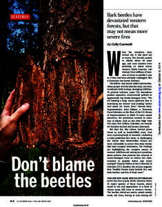 NEWS  Bark beetles have devastated western forests, but that may not mean more
