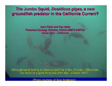 The Jumbo Squid, Dosidicus gigas, a new groundfish predator in the California Current? John Field and Ken Baltz Fisheries Ecology Division, NOAA-NMFS-SWFSC Santa Cruz , California