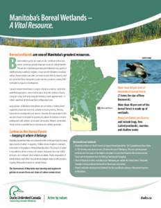 Manitoba’s Boreal Wetlands – A Vital Resource. Boreal wetlands are one of Manitoba’s greatest resources. B