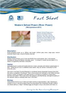 Fact Sheet Western School Prawn (River Prawn) (Metapenaeus dalli) Western School Prawns are a popular recreational fishing