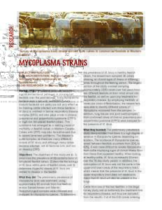 RESEARCH “Survey of Mycoplasma bovis strains derived from calves in commercial feedlots in Western Canada” MYCOPLASMA STRAINS PROJECT NO.: [removed]