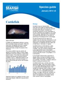Species guide January 2014 v5 Cuttlefish  Biology