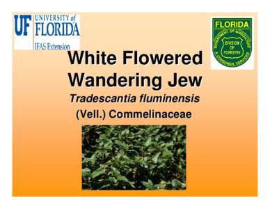 Microsoft PowerPoint - White Flowered Wandering Jew