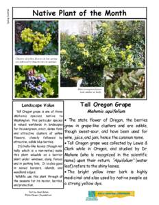 Oregon Grape, Tall - Spring
