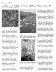 NATURALIST CORNER  Stromatolites: What They Are and What They Mean to Us Text and Photographs by Wayne P. Armstrong  One billion-year-old stromatolites embedded