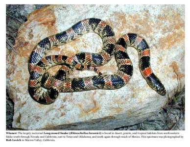 Winner: The largely nocturnal Long-nosed Snake (Rhinocheilus lecontei) is found in desert, prairie, and tropical habitats from southwestern Idaho south through Nevada and California, east to Texas and Oklahoma, and south