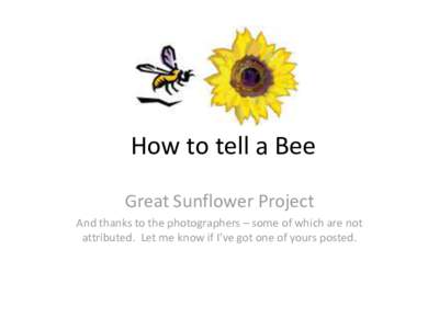 How to tell a Bee Great Sunflower Project And thanks to the photographers – some of which are not attributed. Let me know if I’ve got one of yours posted.  Bees get confused with other insects