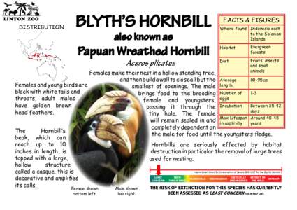 LINTON ZOO  DISTRIBUTION BLYTH’S HORNBILL also known as
