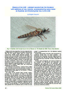 Pollinators / Stratiomyidae / Flies / Muscidae / Exoprosopa / Odontomyia / Anthrax / Johann Wilhelm Meigen / Nemotelus / Phyla / Protostome / Bombyliidae