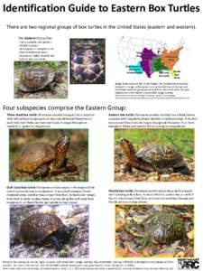 Identification Guide to Eastern Box Turtles There are two regional groups of box turtles in the United States (eastern and western). The Eastern Group has - Highly variable shell pattern - Keeled carapace - Rectangular 1