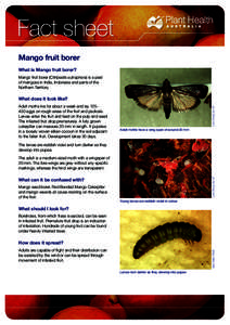 Fact sheet Mango fruit borer What is Mango fruit borer? Mango fruit borer (Citripestis eutraphera) is a pest of mangoes in India, Indonesia and parts of the Northern Territory.