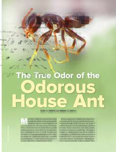 The True Odor of the  Odorous House Ant PHOTO FROM WWW.ANTWEB.ORG