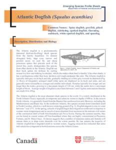 Emerging Species Profile Sheets Department of Fisheries and Aquaculture Atlantic Dogfish (Squalus acanthias) Common Names: Spiny dogfish, greyfish, piked dogfish, skittledog, spotted dogfish, thorndog,