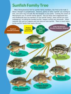 Sunfish Family Tree When Pennsylvanians fish for sunfish family members, the first to the hook is likely a bluegill or pumpkinseed. However, plenty of other 