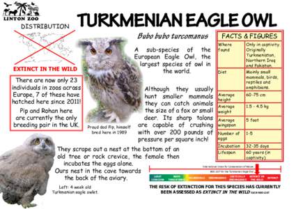 LINTON ZOO  DISTRIBUTION TURKMENIAN EAGLE OWL Bubo bubo turcomanus
