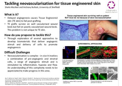 Tackling neovascularisation for tissue engineered skin Sheila MacNeil and Anthony Bullock, University of Sheffield What is it?  Tissue engineered skin surviving well on patient