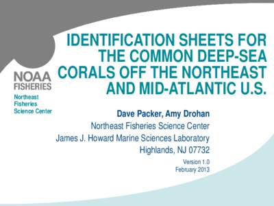 Northeast Fisheries Science Center IDENTIFICATION SHEETS FOR THE COMMON DEEP-SEA