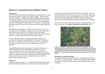 Myrtle rust – information for the wildflower industry affecting plants belonging to the family Myrtaceae including Australian natives like bottle brush (Callistemon spp.), tea tree (Melaleuca spp.) and eucalypts (Eucal