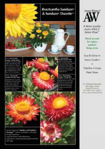 Bracteantha Sundaze® & Sundaze® Dazette™ ®  A Better Garden