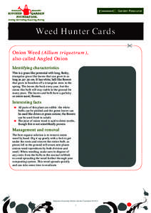Garden Resource  Weed Hunter Cards Onion Weed (Allium triquetrum), also called Angled Onion Identifying characteristics