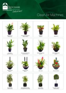 The  FRENCHAMS GROUP  PROFESSIONAL INDOOR PLANT SERVICES