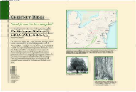 Castanea / Allegheny Mountains / Chestnut blight / Youghiogheny River / Chestnut / Appalachian Mountains / The American Chestnut Foundation / Laurel Hill / Castanea mollissima / Geography of the United States / Geography of Pennsylvania / American Chestnut
