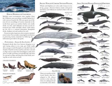 Oceanic dolphins / Cetaceans / Toothed whales / Sperm whales / Cetacea / Killer whale / Whale / Dolphin / Pygmy sperm whale / Zoology / Megafauna / Biology