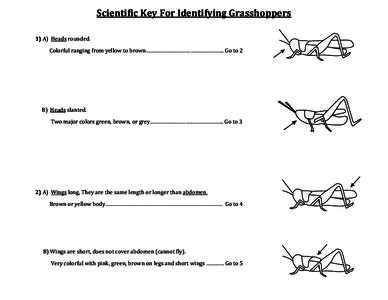 Scientific Key For Identifying Grasshoppers