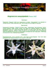 Angraecum sesquipedale Thouars 1822 Etymologie : Maleisische 