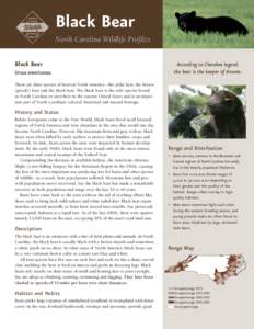 Black Bear North Carolina Wildlife Profiles Black Bear Ursus americanus  According to Cherokee legend,