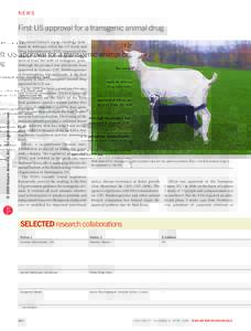 NEWS  The animal biotech sector reached a landmark in February when the US Food and Drug Administration (FDA) announced the approval of ATryn, an anticoagulant protein derived from the milk of transgenic goats.