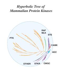Hyperbolic Tree of Mammalian Protein Kinases RAF MLK