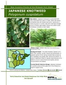 New Invasive Plants of the Midwest Fact Sheet  JAPANESE KNOTWEED Polygonum cuspidatum Description: Japanese knotweed is a perennial herb with a shrub-like form grows 3-9 feet. Stems are hollow