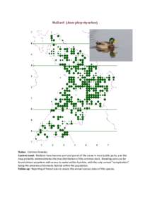 Mallard (Anas platyrhynchos)  Status: Common breeder. Current trend: Mallards have become part and parcel of the scene in most public parks, and the map probably underestimates the true distribution of this common duck. 