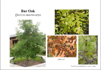 Plant Card[removed]Quercus macrocarpa