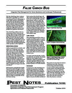 False Chinch Bug Integrated Pest Management for Home Gardeners and Landscape Professionals The false chinch bug, Nysius raphanus (Hemiptera: Lygaeidae), is a small insect commonly found within grassy or weedy fields, pas