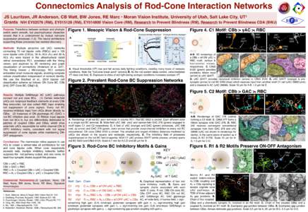 ! !  Connectomics Analysis of Rod-Cone Interaction Networks JS Lauritzen, JR Anderson, CB Watt, BW Jones, RE Marc • Moran Vision Institute, University of Utah, Salt Lake City, UT1 Grants NIH EY02576 (RM), EY015128 (RM)